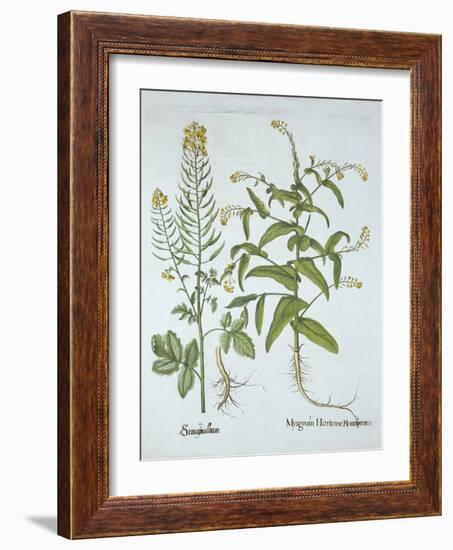 Mitre Cress and White Mustard, from 'Hortus Eystettensis', by Basil Besler (1561-1629), Pub. 1613 (-German School-Framed Giclee Print