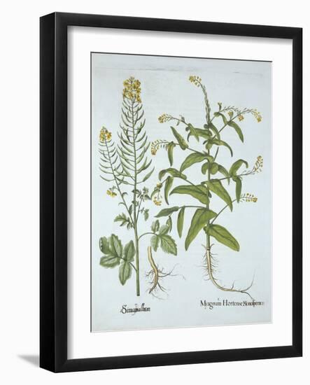 Mitre Cress and White Mustard, from 'Hortus Eystettensis', by Basil Besler (1561-1629), Pub. 1613 (-German School-Framed Giclee Print