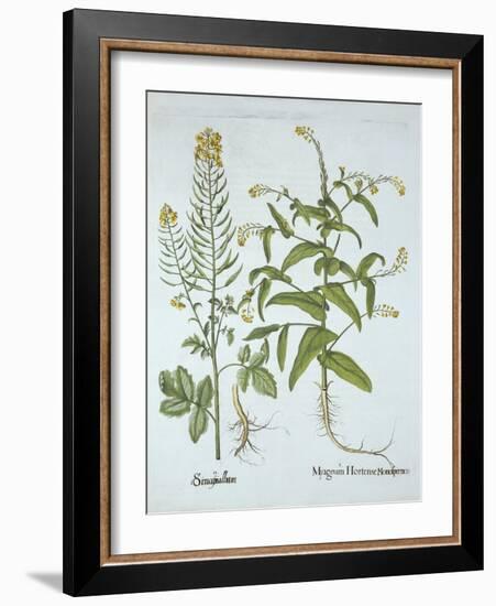 Mitre Cress and White Mustard, from 'Hortus Eystettensis', by Basil Besler (1561-1629), Pub. 1613 (-German School-Framed Giclee Print