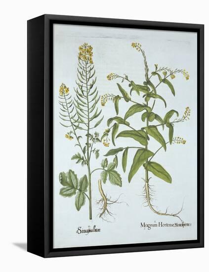 Mitre Cress and White Mustard, from 'Hortus Eystettensis', by Basil Besler (1561-1629), Pub. 1613 (-German School-Framed Premier Image Canvas