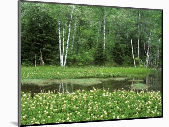 Mitsugashiwa, Norikura, Nagano, Japan-Rob Tilley-Mounted Photographic Print