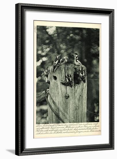 Mittelspecht, Dendrocopus Medius, Picidae, Mitteleuropa-null-Framed Giclee Print