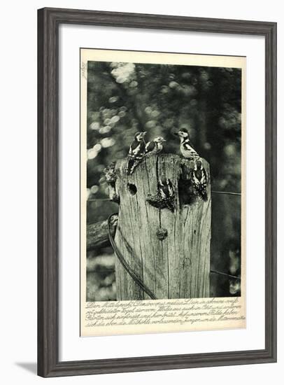 Mittelspecht, Dendrocopus Medius, Picidae, Mitteleuropa-null-Framed Giclee Print