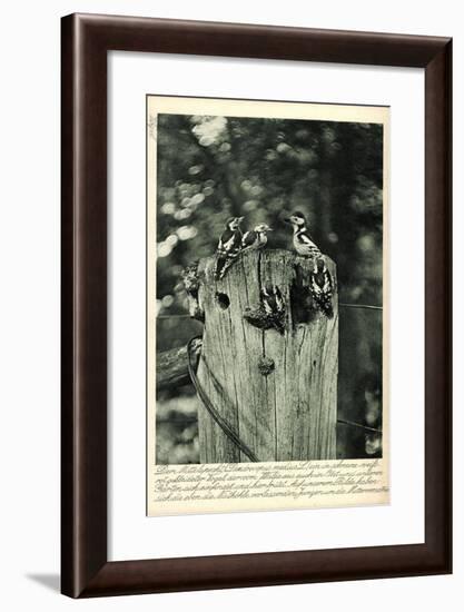 Mittelspecht, Dendrocopus Medius, Picidae, Mitteleuropa-null-Framed Giclee Print