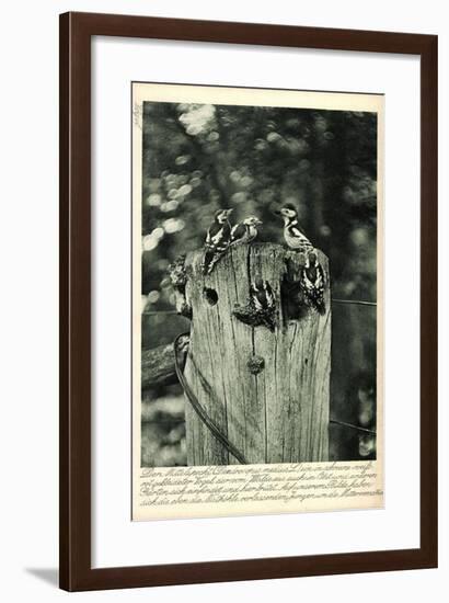 Mittelspecht, Dendrocopus Medius, Picidae, Mitteleuropa-null-Framed Giclee Print