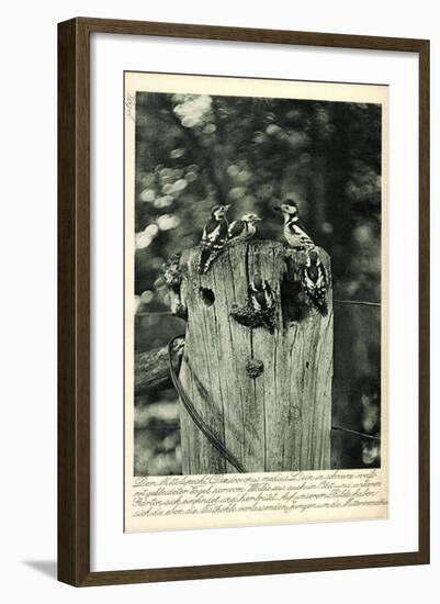 Mittelspecht, Dendrocopus Medius, Picidae, Mitteleuropa-null-Framed Giclee Print