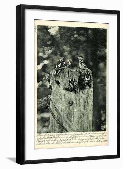 Mittelspecht, Dendrocopus Medius, Picidae, Mitteleuropa-null-Framed Giclee Print