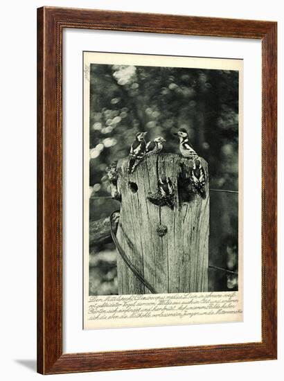 Mittelspecht, Dendrocopus Medius, Picidae, Mitteleuropa-null-Framed Giclee Print