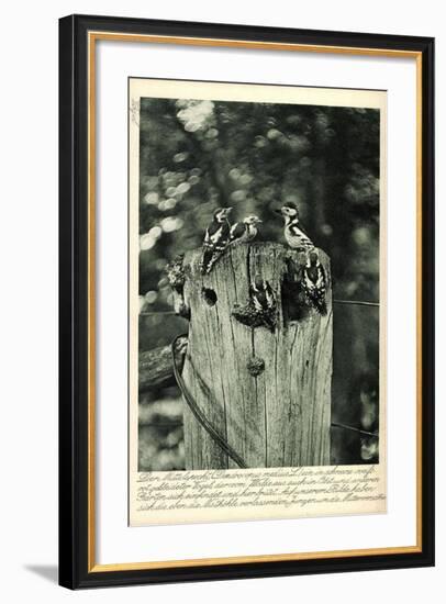 Mittelspecht, Dendrocopus Medius, Picidae, Mitteleuropa-null-Framed Giclee Print