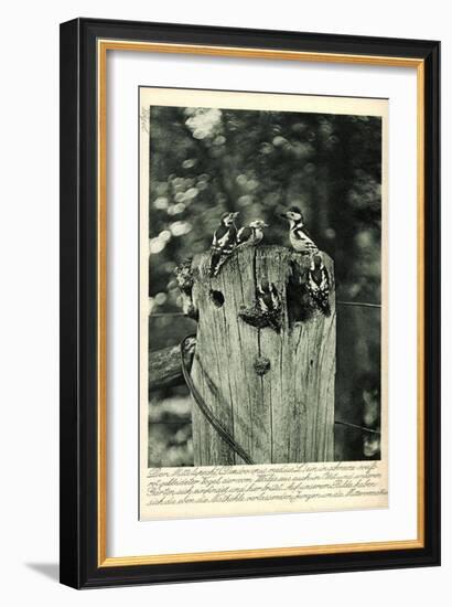 Mittelspecht, Dendrocopus Medius, Picidae, Mitteleuropa-null-Framed Giclee Print