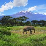 A Lone African Elephant (Loxodonta Africana) by Mt. Kilimanjaro, Amboseli Nat'l Park, Kenya-Miva Stock-Photographic Print