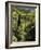 Mixed Ancient Forest-Bob Gibbons-Framed Photographic Print