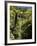 Mixed Ancient Forest-Bob Gibbons-Framed Photographic Print