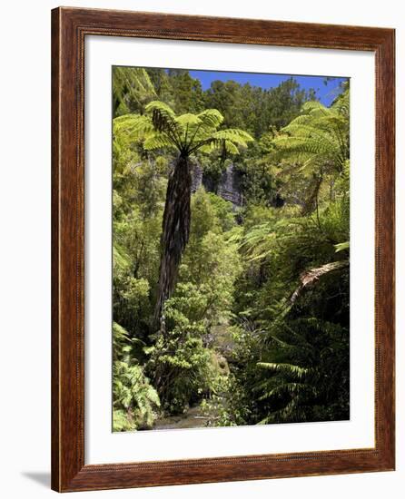 Mixed Ancient Forest-Bob Gibbons-Framed Photographic Print