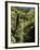 Mixed Ancient Forest-Bob Gibbons-Framed Photographic Print