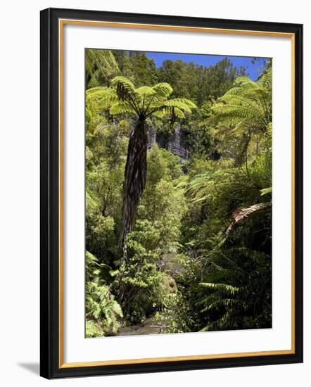 Mixed Ancient Forest-Bob Gibbons-Framed Photographic Print