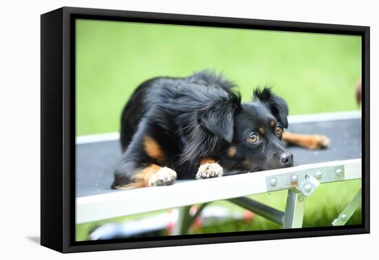 Mixed Breed Dog, Couch, Lying-David & Micha Sheldon-Framed Premier Image Canvas