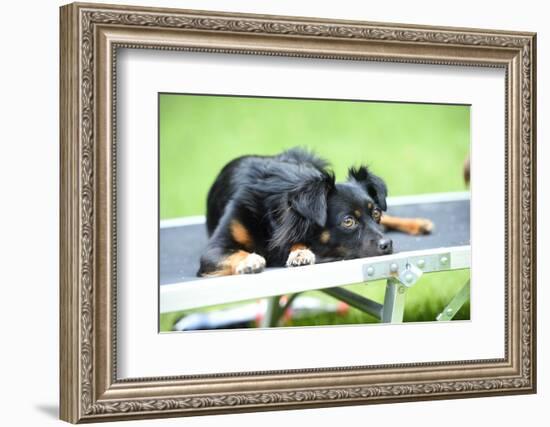 Mixed Breed Dog, Couch, Lying-David & Micha Sheldon-Framed Photographic Print