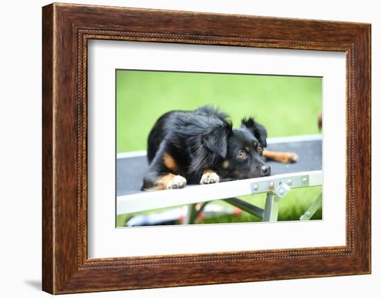 Mixed Breed Dog, Couch, Lying-David & Micha Sheldon-Framed Photographic Print