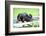 Mixed Breed Dog, Couch, Lying-David & Micha Sheldon-Framed Photographic Print