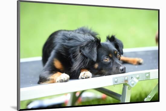 Mixed Breed Dog, Couch, Lying-David & Micha Sheldon-Mounted Photographic Print