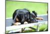 Mixed Breed Dog, Couch, Lying-David & Micha Sheldon-Mounted Photographic Print