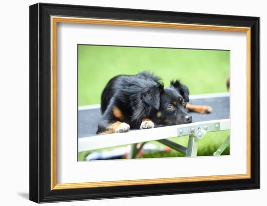 Mixed Breed Dog, Couch, Lying-David & Micha Sheldon-Framed Photographic Print