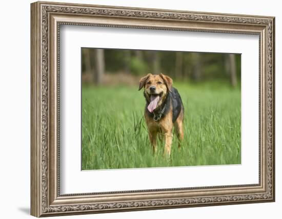 Mixed-Breed Dog, Meadow, Head-On, Is Running, Looking into Camera-David & Micha Sheldon-Framed Photographic Print