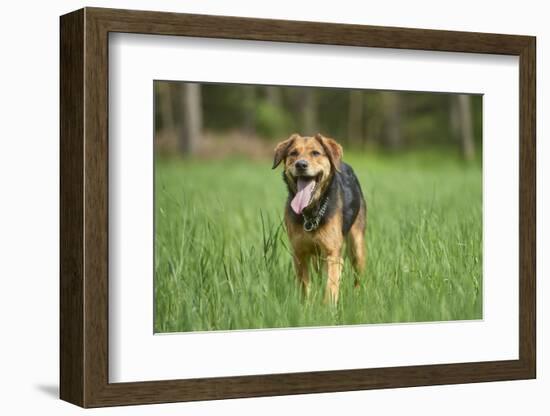 Mixed-Breed Dog, Meadow, Head-On, Is Running, Looking into Camera-David & Micha Sheldon-Framed Photographic Print