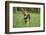 Mixed-Breed Dog, Meadow, Head-On, Is Running, Looking into Camera-David & Micha Sheldon-Framed Photographic Print