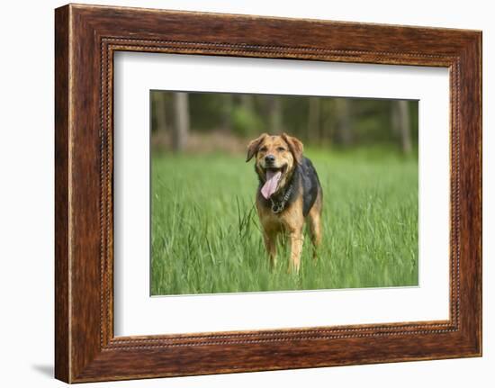 Mixed-Breed Dog, Meadow, Head-On, Is Running, Looking into Camera-David & Micha Sheldon-Framed Photographic Print