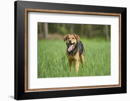 Mixed-Breed Dog, Meadow, Head-On, Is Running, Looking into Camera-David & Micha Sheldon-Framed Photographic Print