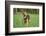 Mixed-Breed Dog, Meadow, Head-On, Is Running, Looking into Camera-David & Micha Sheldon-Framed Photographic Print