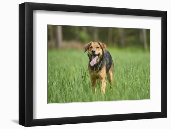 Mixed-Breed Dog, Meadow, Head-On, Is Running, Looking into Camera-David & Micha Sheldon-Framed Photographic Print