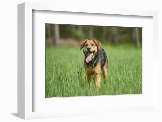 Mixed-Breed Dog, Meadow, Head-On, Is Running, Looking into Camera-David & Micha Sheldon-Framed Photographic Print