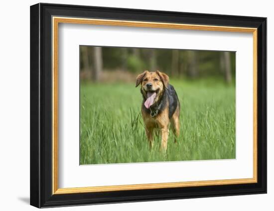 Mixed-Breed Dog, Meadow, Head-On, Is Running, Looking into Camera-David & Micha Sheldon-Framed Photographic Print