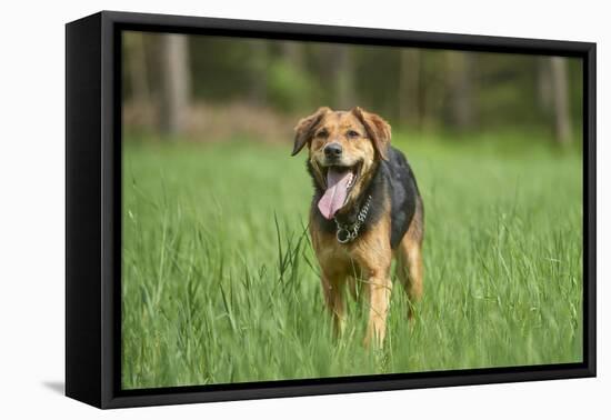 Mixed-Breed Dog, Meadow, Head-On, Is Running, Looking into Camera-David & Micha Sheldon-Framed Premier Image Canvas