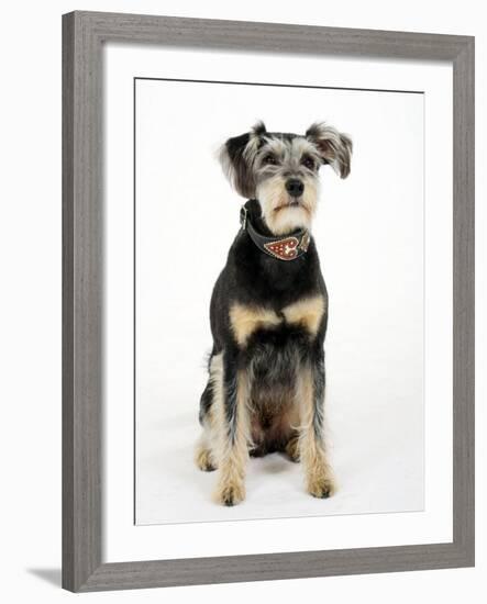 Mixed Breed Dog Sitting Down, One Ear Raised-Petra Wegner-Framed Photographic Print