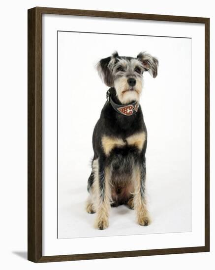 Mixed Breed Dog Sitting Down, One Ear Raised-Petra Wegner-Framed Photographic Print