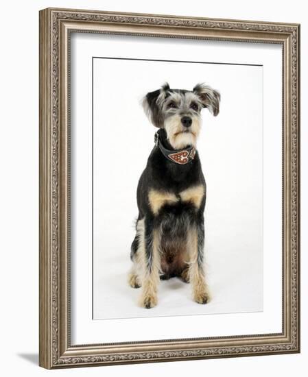 Mixed Breed Dog Sitting Down, One Ear Raised-Petra Wegner-Framed Photographic Print