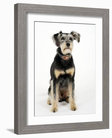 Mixed Breed Dog Sitting Down, One Ear Raised-Petra Wegner-Framed Photographic Print