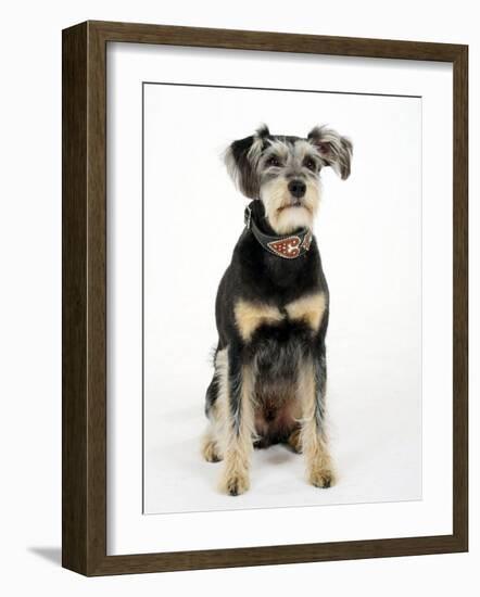 Mixed Breed Dog Sitting Down, One Ear Raised-Petra Wegner-Framed Photographic Print