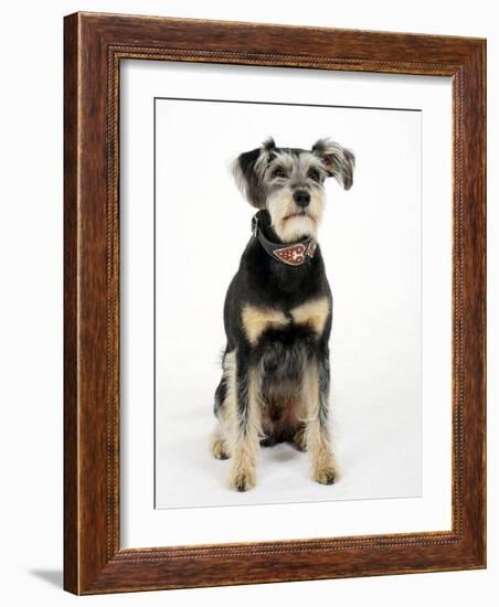 Mixed Breed Dog Sitting Down, One Ear Raised-Petra Wegner-Framed Photographic Print