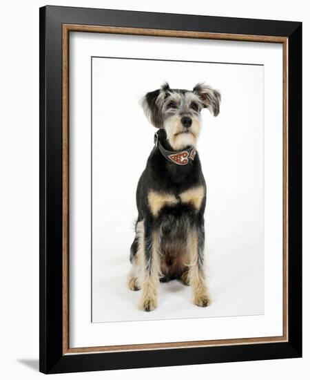 Mixed Breed Dog Sitting Down, One Ear Raised-Petra Wegner-Framed Photographic Print