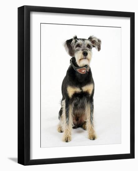 Mixed Breed Dog Sitting Down, One Ear Raised-Petra Wegner-Framed Photographic Print