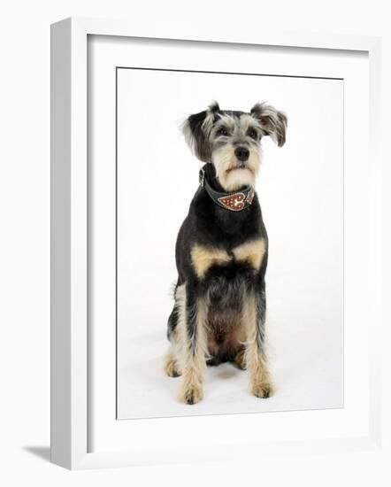 Mixed Breed Dog Sitting Down, One Ear Raised-Petra Wegner-Framed Photographic Print