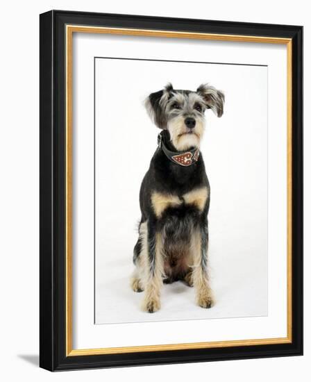 Mixed Breed Dog Sitting Down, One Ear Raised-Petra Wegner-Framed Photographic Print