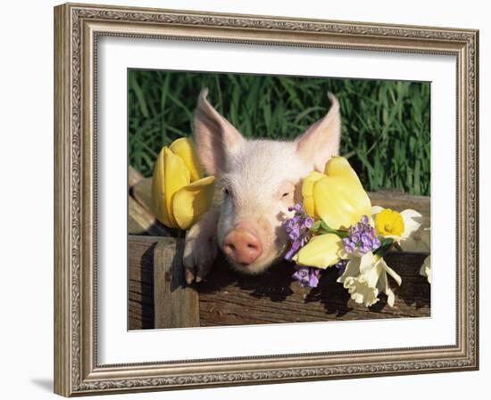 Mixed Breed Domestic Piglet, USA-Lynn M. Stone-Framed Photographic Print