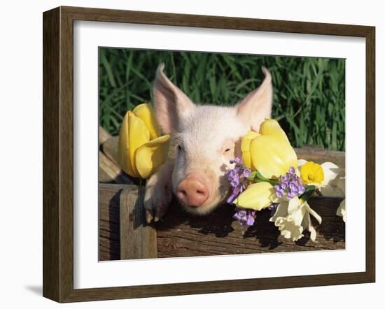 Mixed Breed Domestic Piglet, USA-Lynn M. Stone-Framed Photographic Print