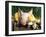 Mixed Breed Domestic Piglet, USA-Lynn M. Stone-Framed Photographic Print